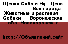 Щенки Сиба и Ну › Цена ­ 35000-85000 - Все города Животные и растения » Собаки   . Воронежская обл.,Нововоронеж г.